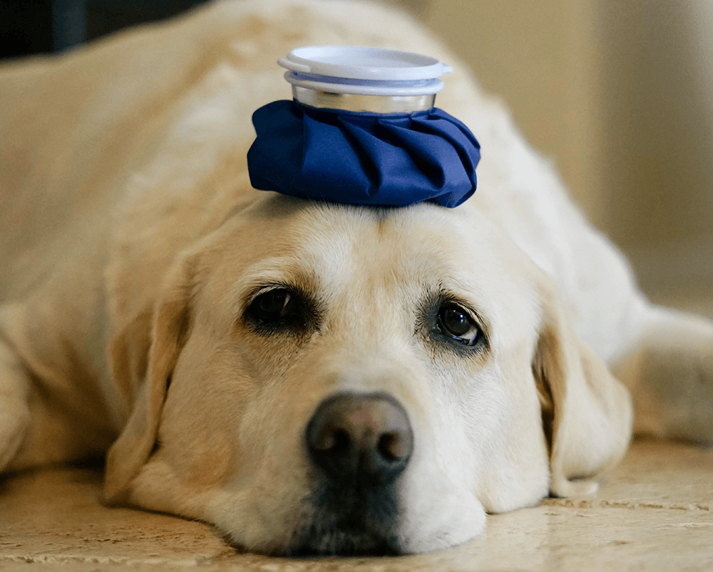 Köpeklerde Kanlı İshal (Canine Parvovirus - CPV))