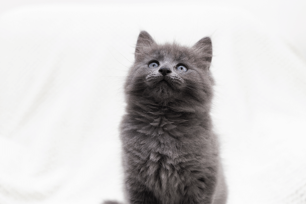 Yavru Kedi Beslenmesi ile İlgili Yapılan Yanlışlar
