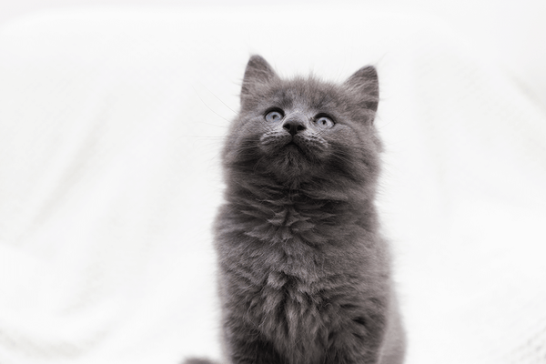 Yavru Kedi Beslenmesi ile İlgili Yapılan Yanlışlar