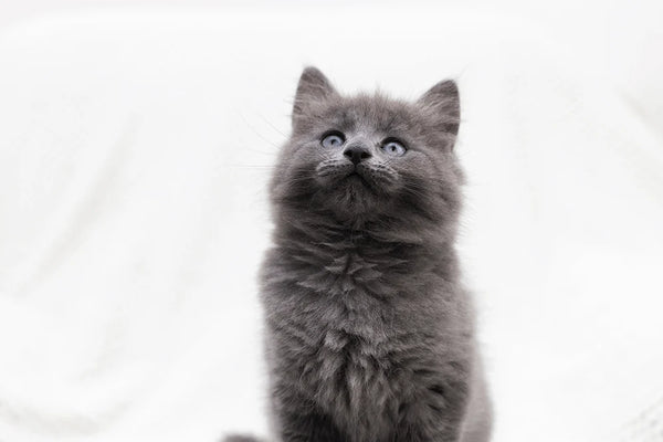 Yavru Kedi Beslenmesi ile İlgili Yapılan Yanlışlar