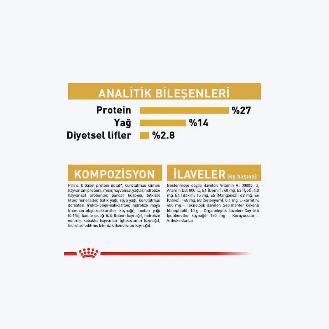 Cavalier King Charles Adult