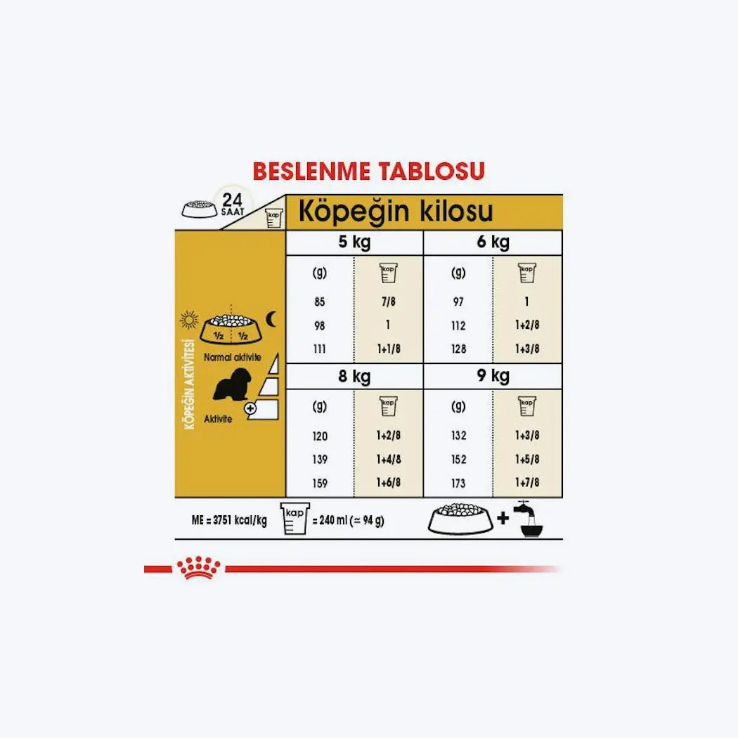 Cavalier King Charles Adult