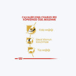 Cavalier King Charles Adult