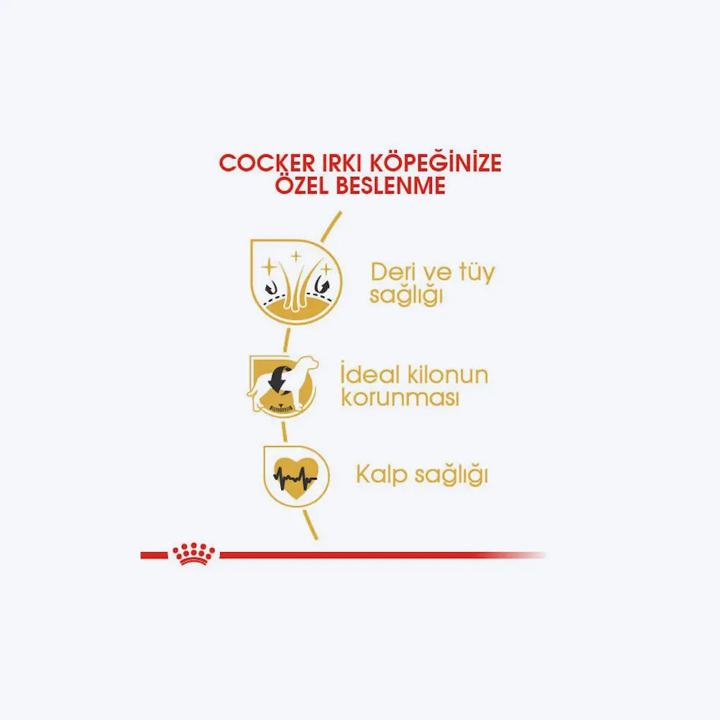 Cocker Adult