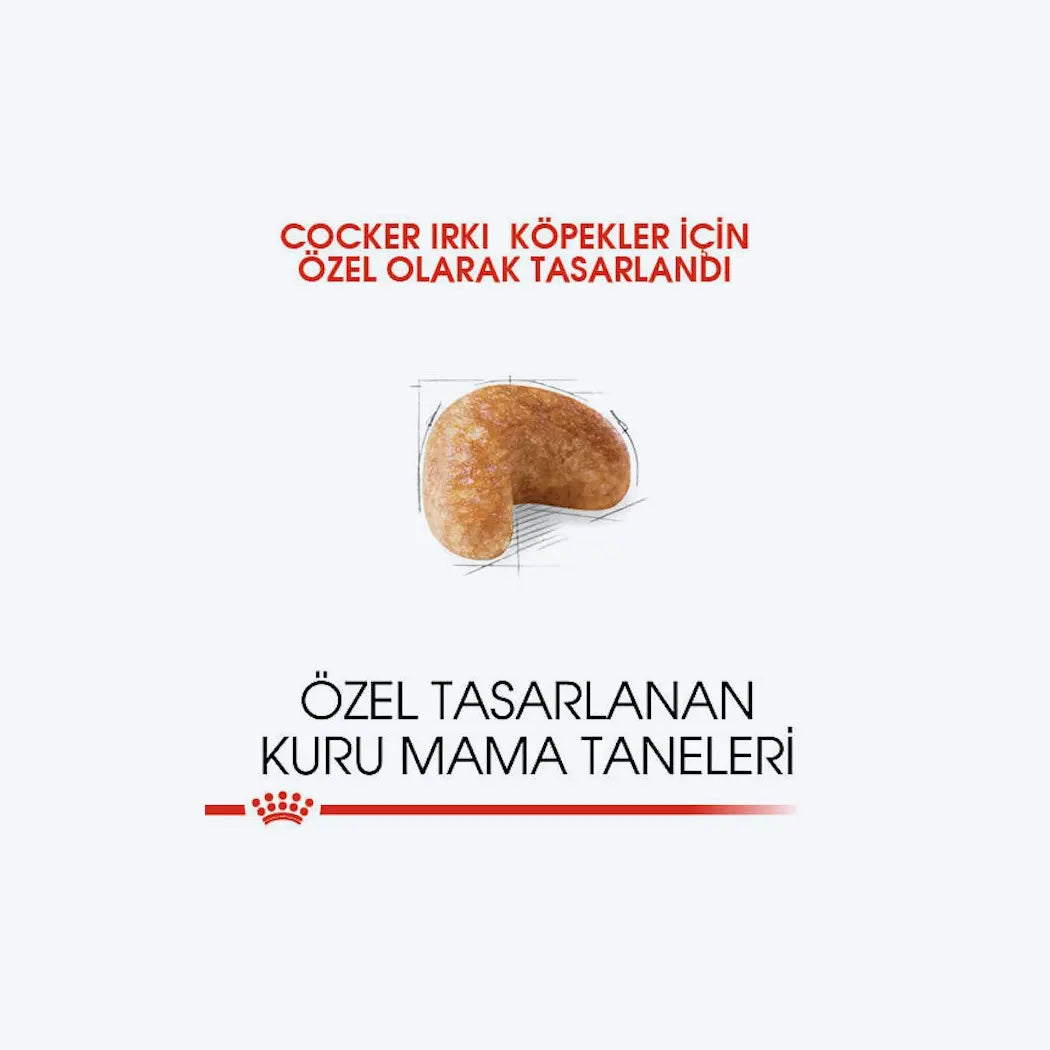 Cocker Adult