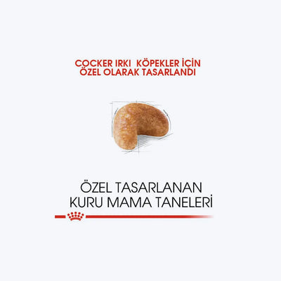 Cocker Adult