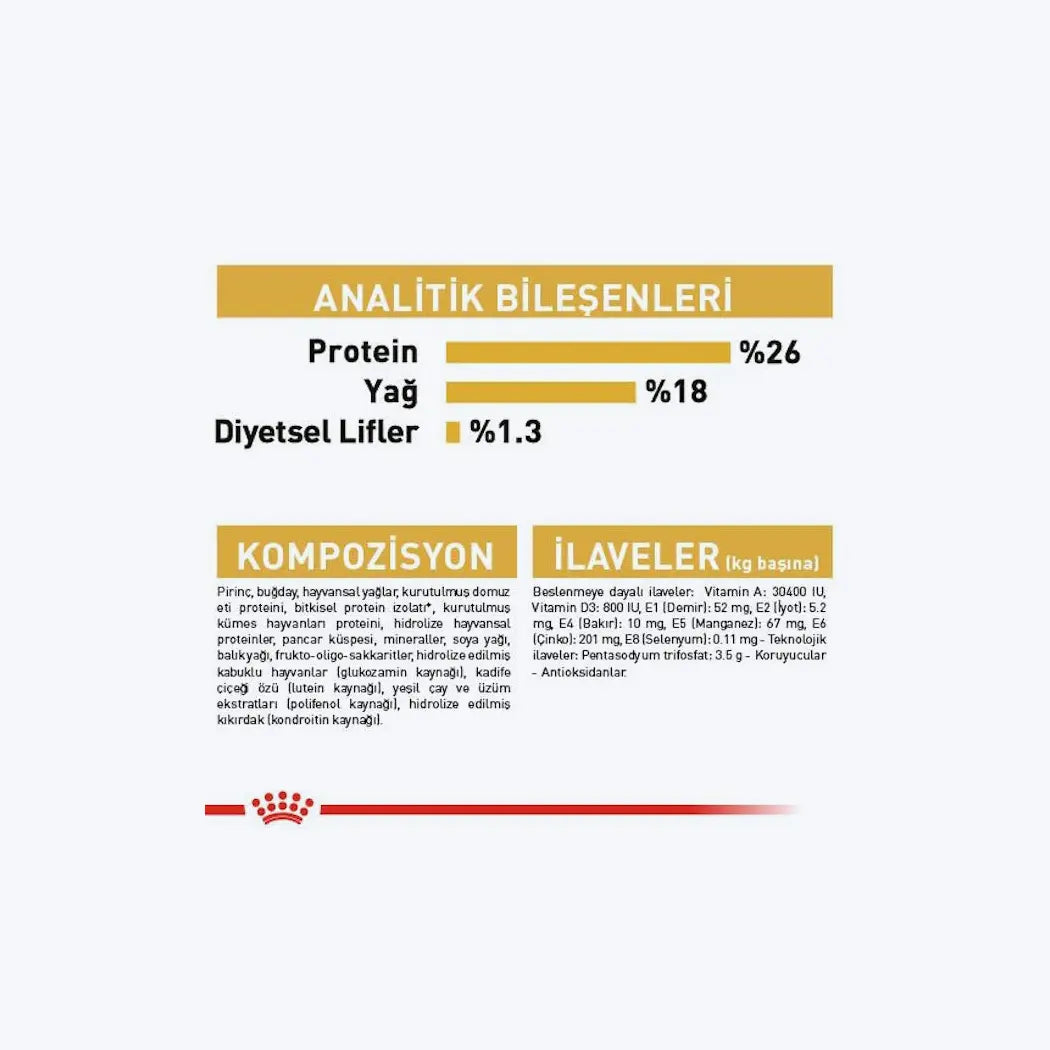 French Bulldog Adult