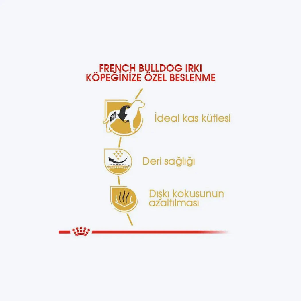 French Bulldog Adult