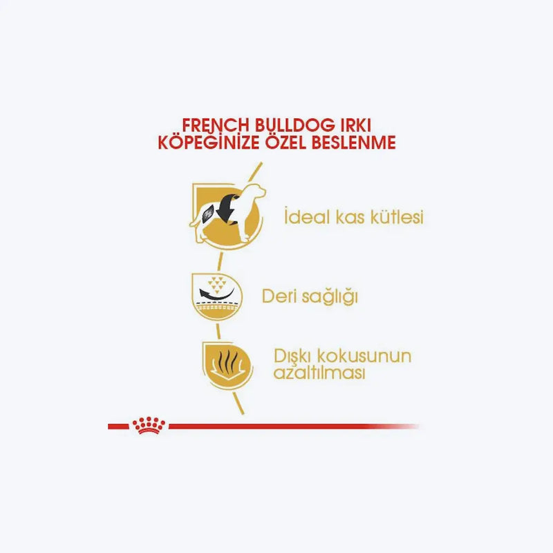French Bulldog Adult