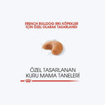 French Bulldog Adult