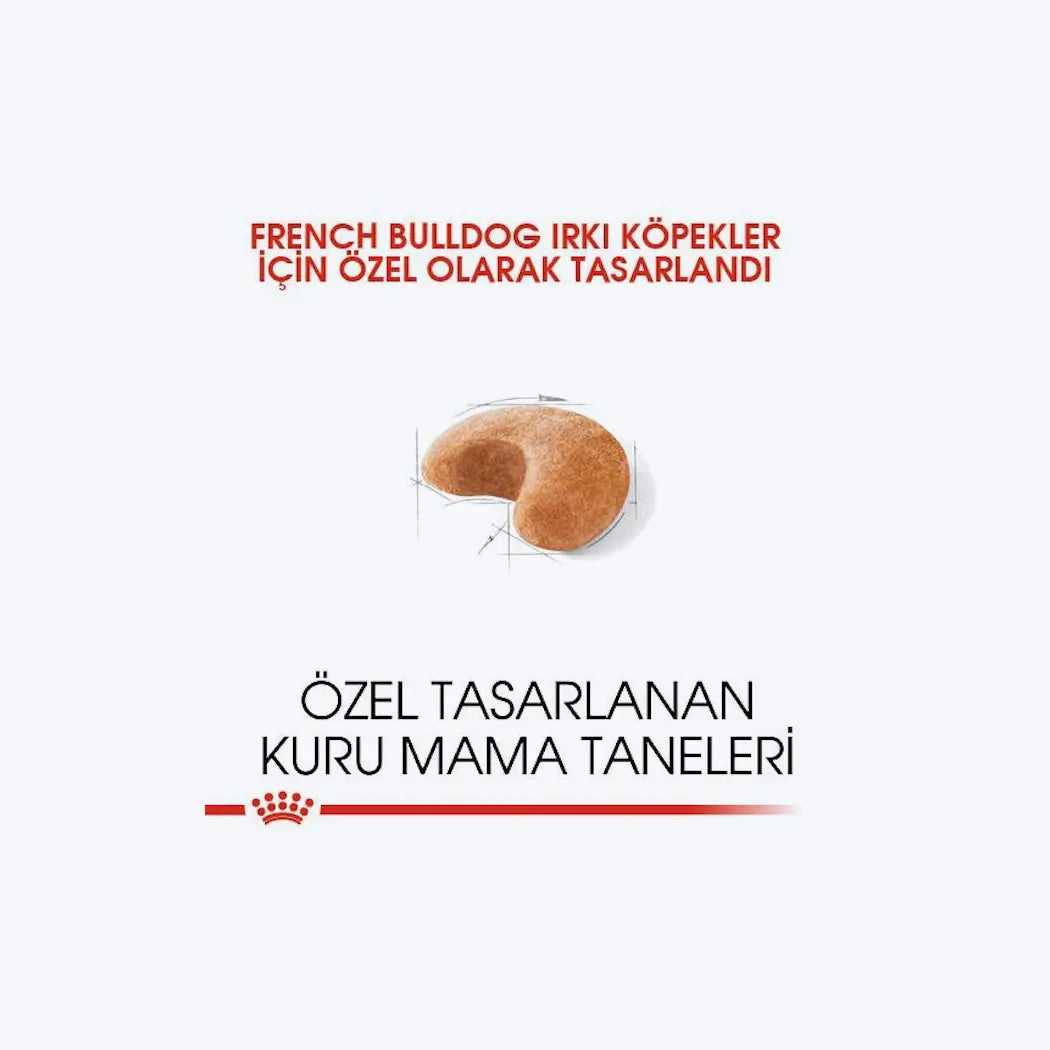 French Bulldog Adult