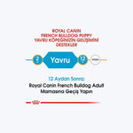 French Bulldog Puppy