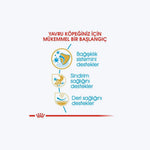 French Bulldog Puppy