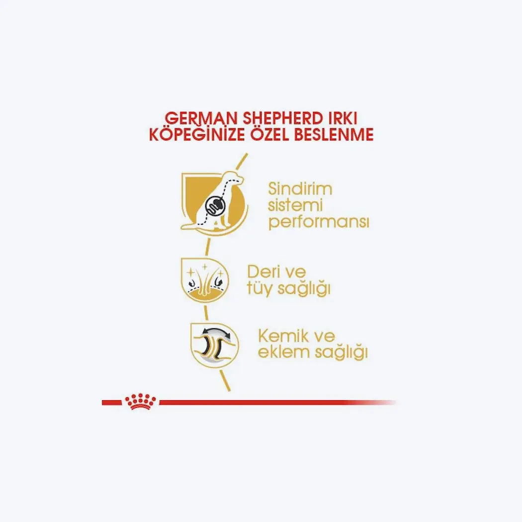 German Shepherd Adult