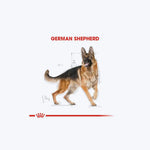 German Shepherd Adult