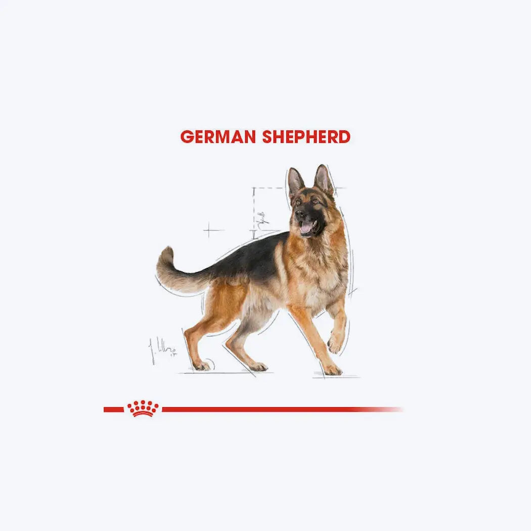 German Shepherd Adult
