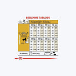 Golden Retriever Adult