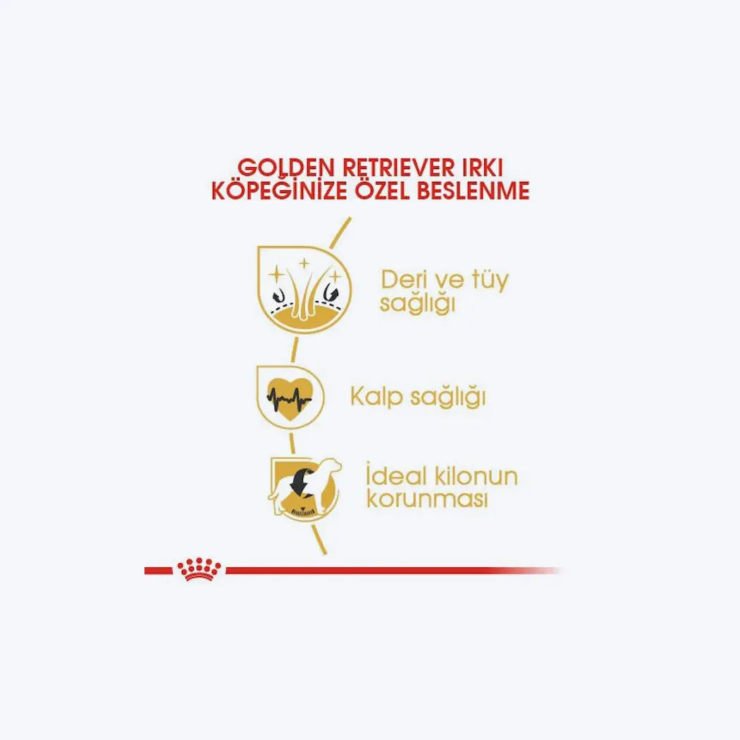 Golden Retriever Adult