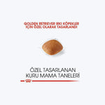 Golden Retriever Adult