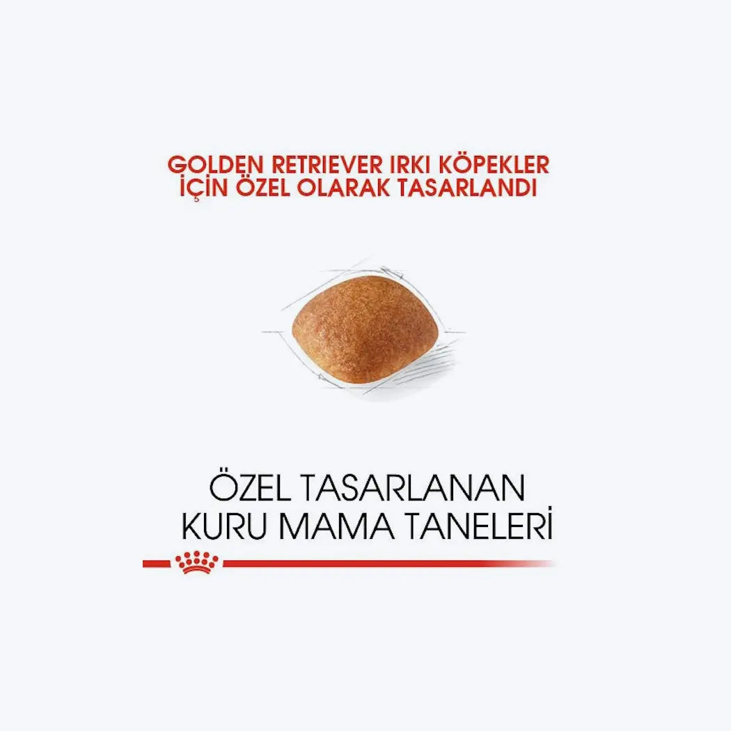 Golden Retriever Adult