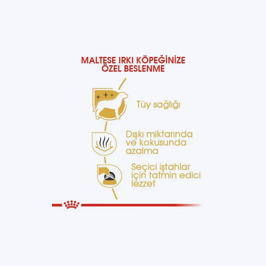 Maltese Adult