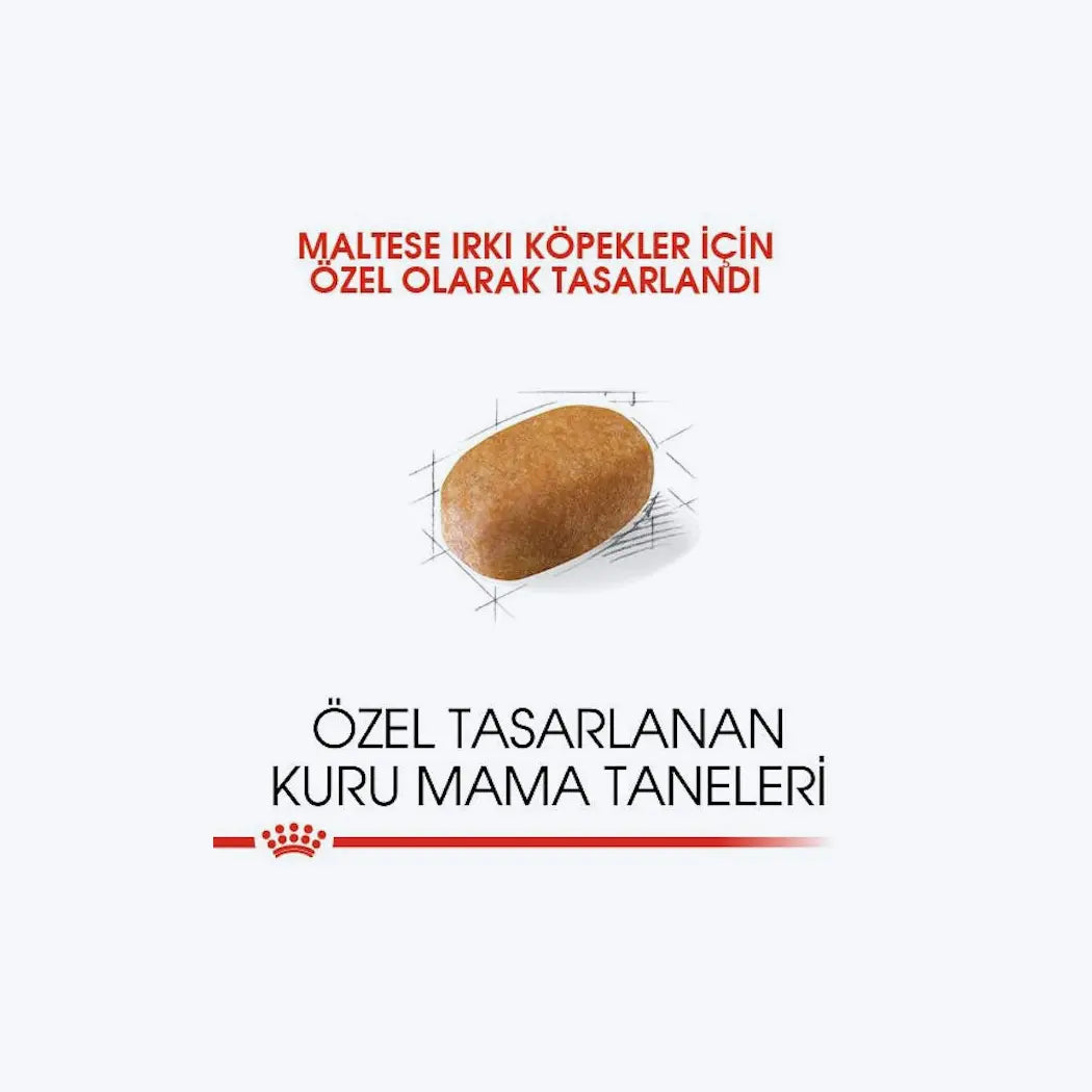Maltese Adult