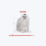 Maltese Adult