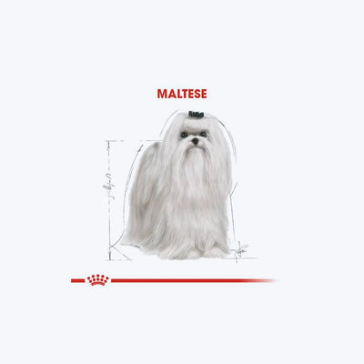 Maltese Adult