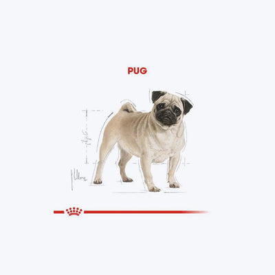 Pug Adult
