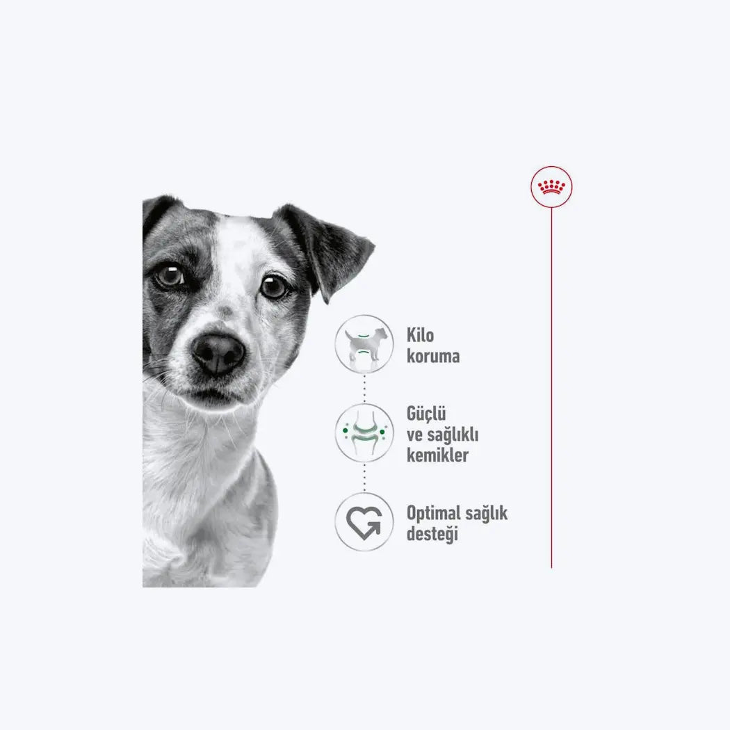 Royal Canin Mini Adult Küçük Irk Yetişkin Köpek Maması