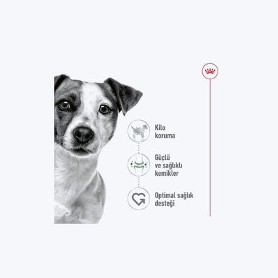 Royal Canin Mini Adult Küçük Irk Yetişkin Köpek Maması