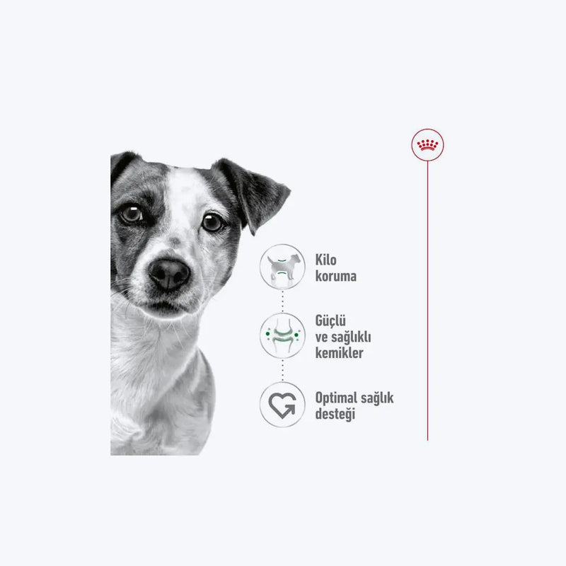 Royal Canin Mini Adult Küçük Irk Yetişkin Köpek Maması