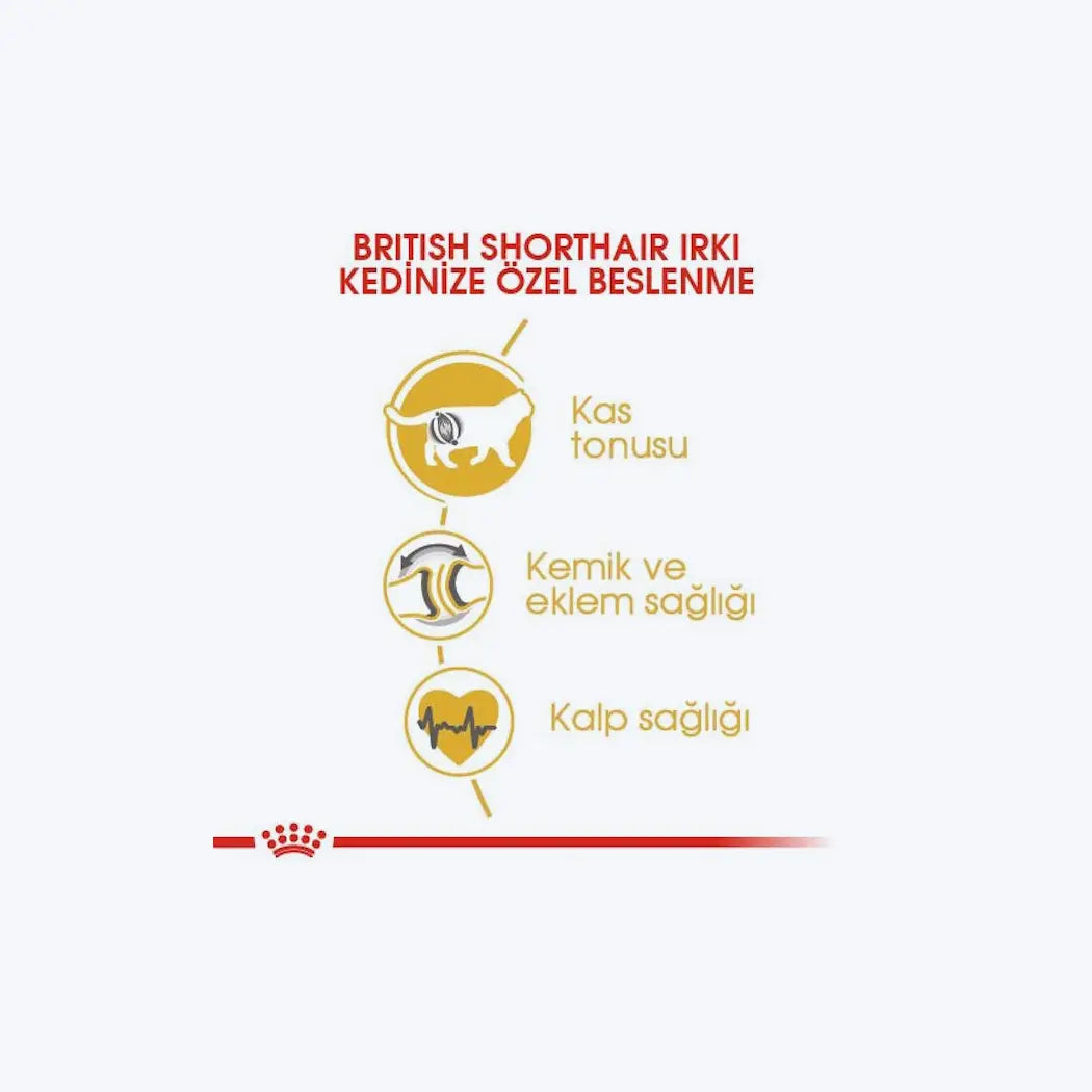 Royal Canin British Shorthair Yetişkin Kedi Maması