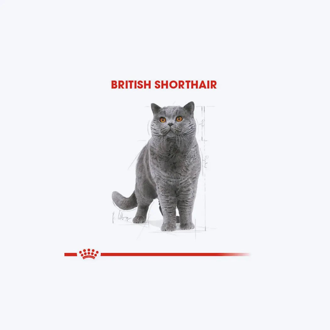 Royal Canin British Shorthair Yetişkin Kedi Maması