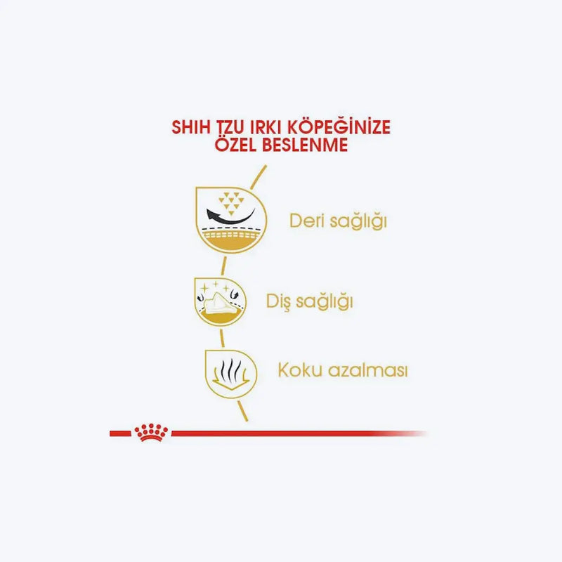 Shih Tzu Adult