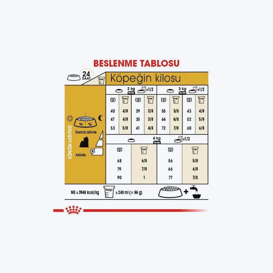 Yorkshire Terrier Adult