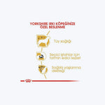 Yorkshire Terrier Adult