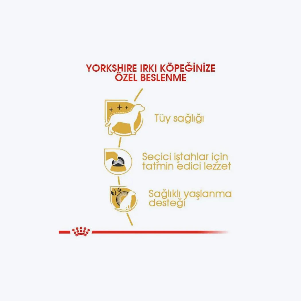 Yorkshire Terrier Adult