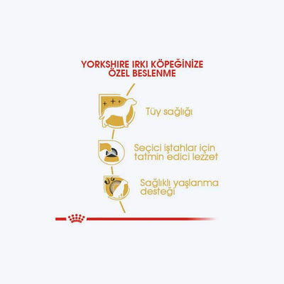 Yorkshire Terrier Adult