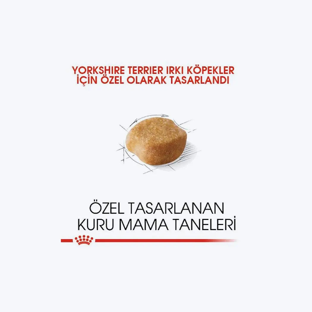 Yorkshire Terrier Adult