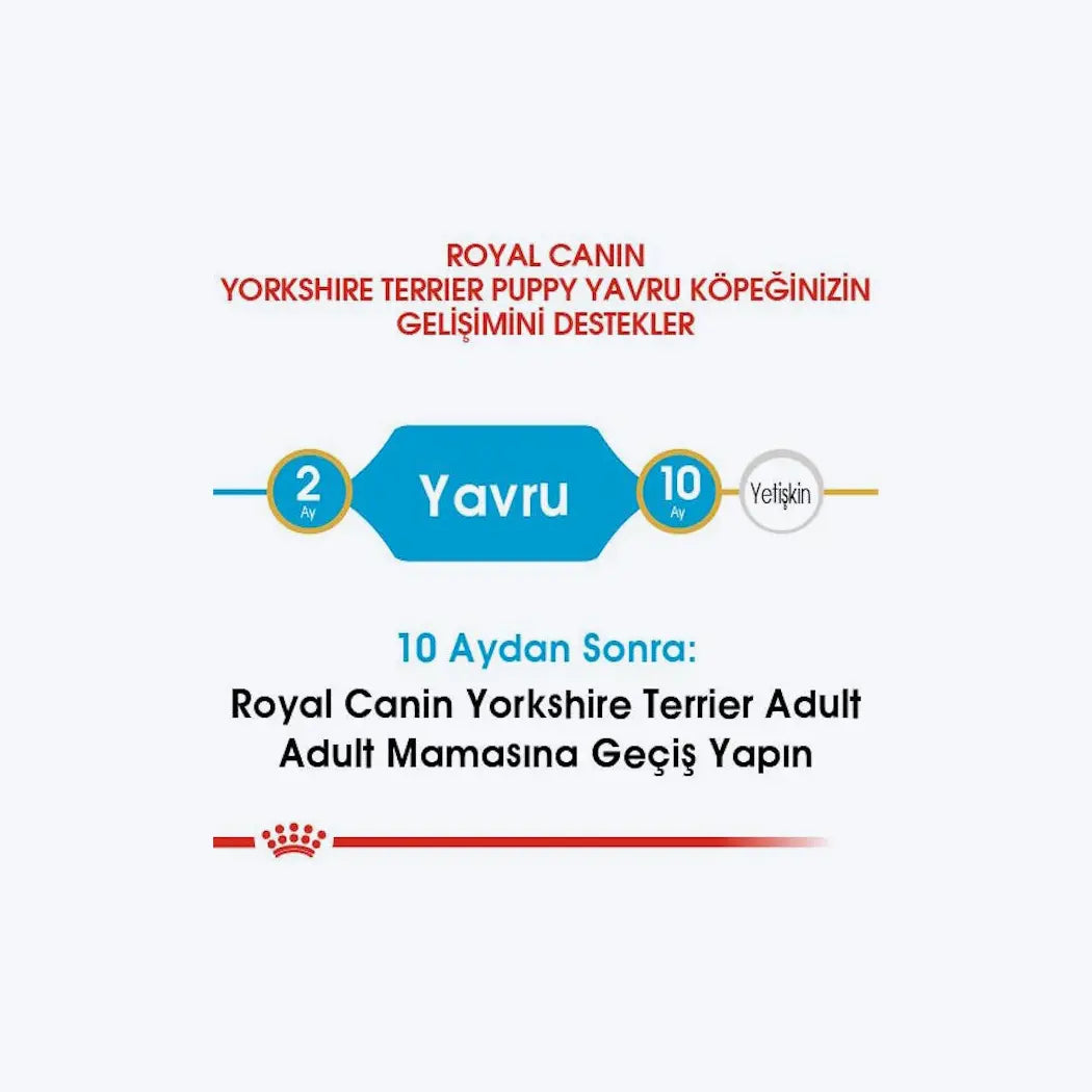 Yorkshire Terrier Puppy