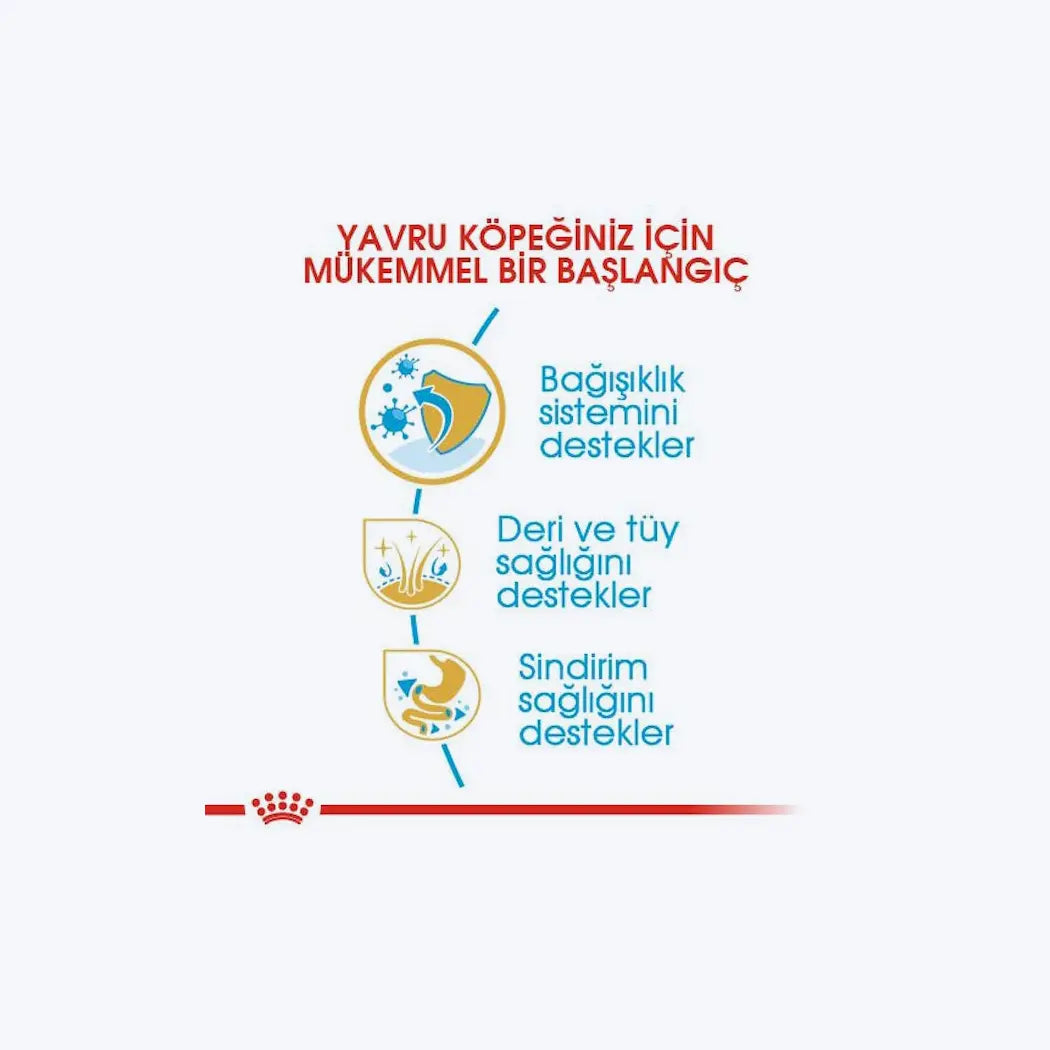 Yorkshire Terrier Puppy