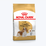 Cavalier King Charles Adult
