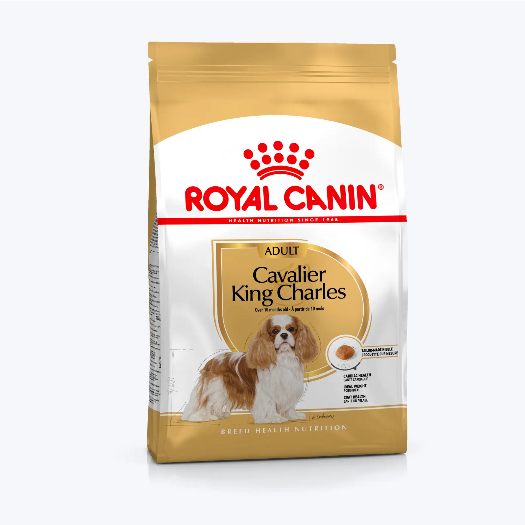 Cavalier King Charles Adult