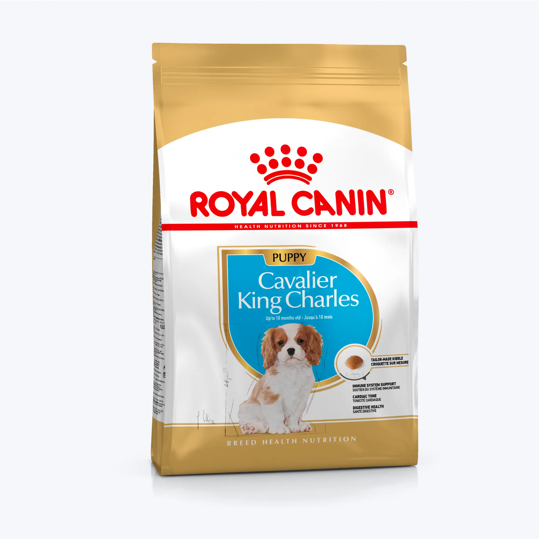 Cavalier King Charles Puppy