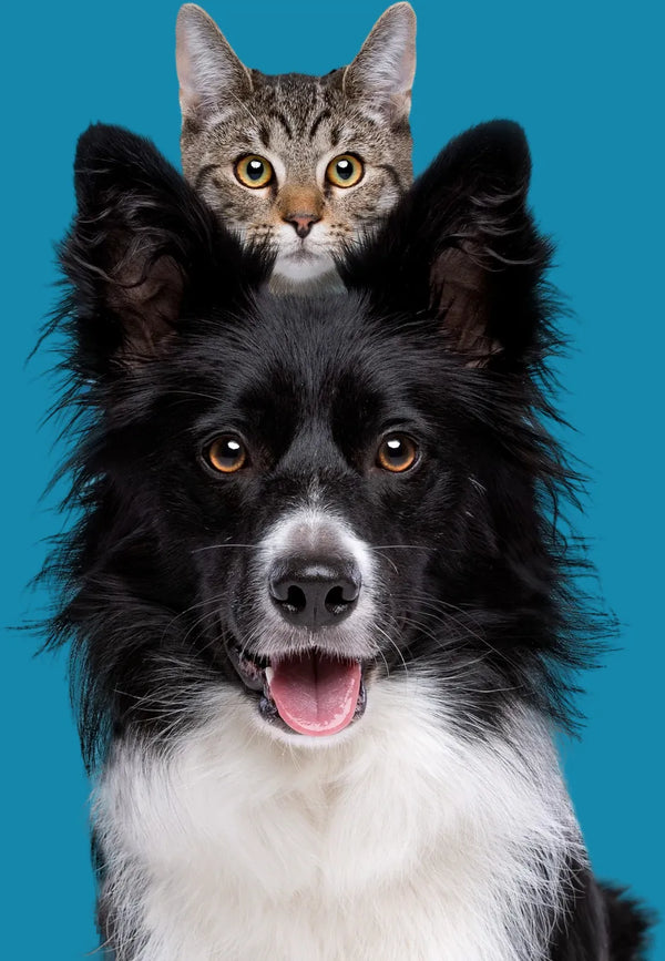Petidi Club: kedi ve köpek
