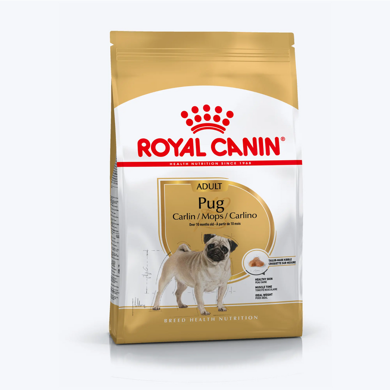 Pug Adult