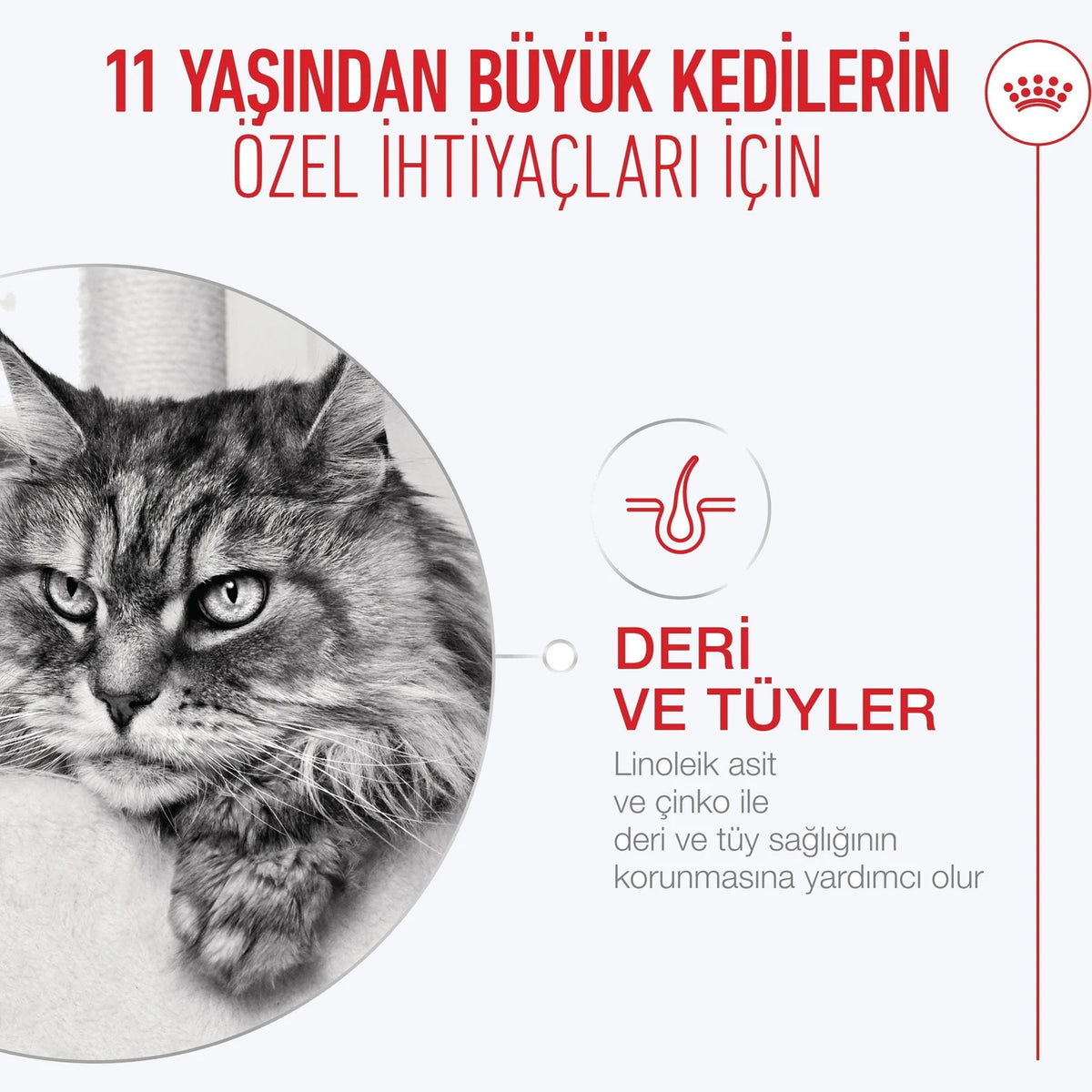 Royal Canin Healthy Ageing 11+ Yaşlı Kedi Maması deri ve tüy desteği