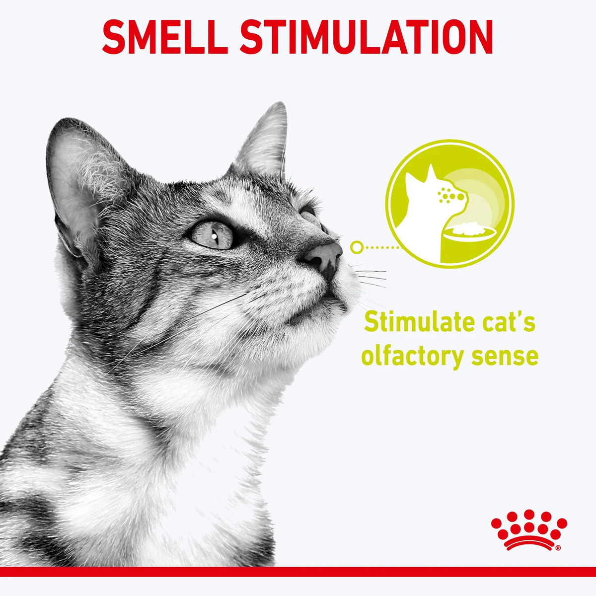 Royal Canin Sensory Smell Gravy Yetişkin Kedi Yaş Maması