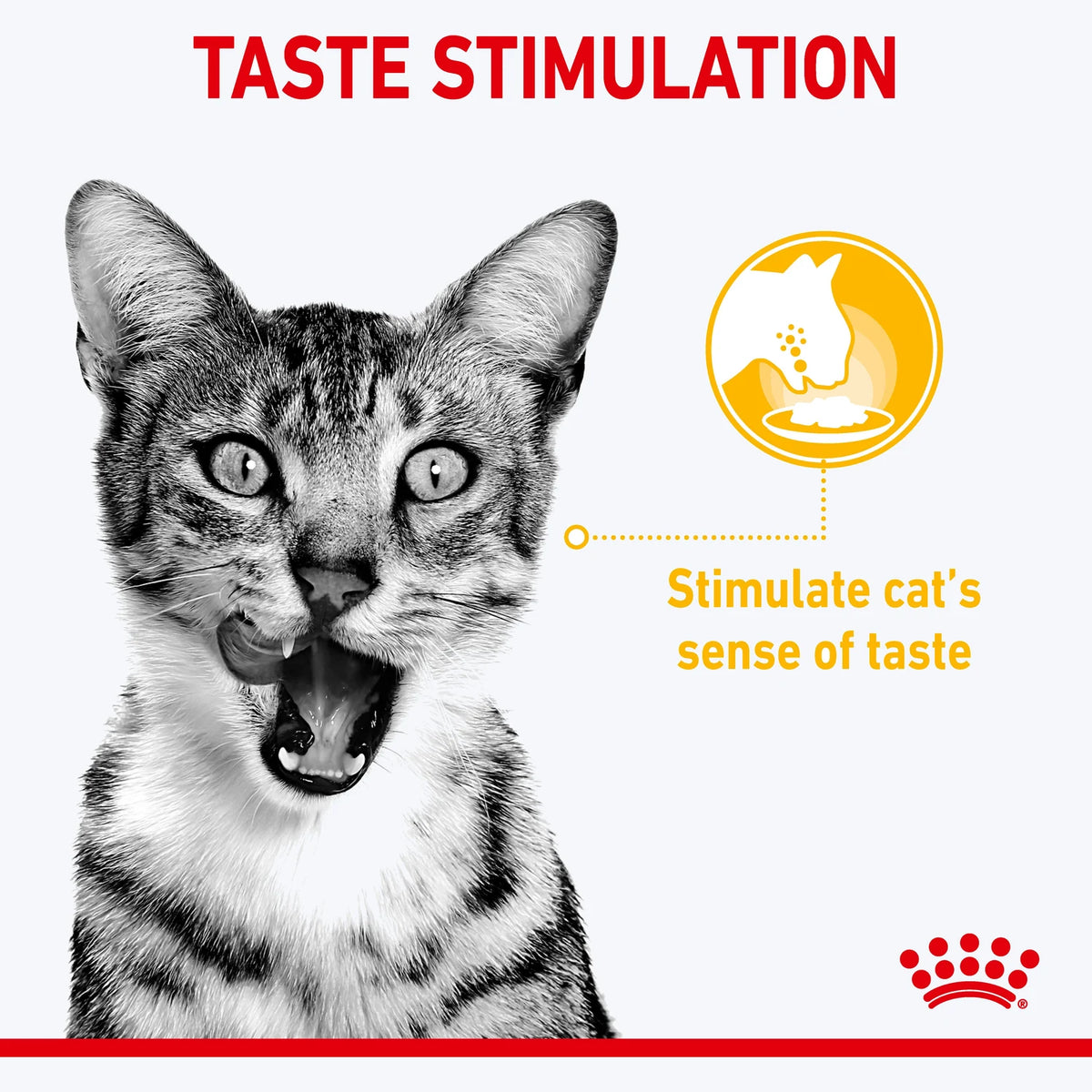 Royal Canin Sensory Taste Yetişkin Kedi Yaş Maması